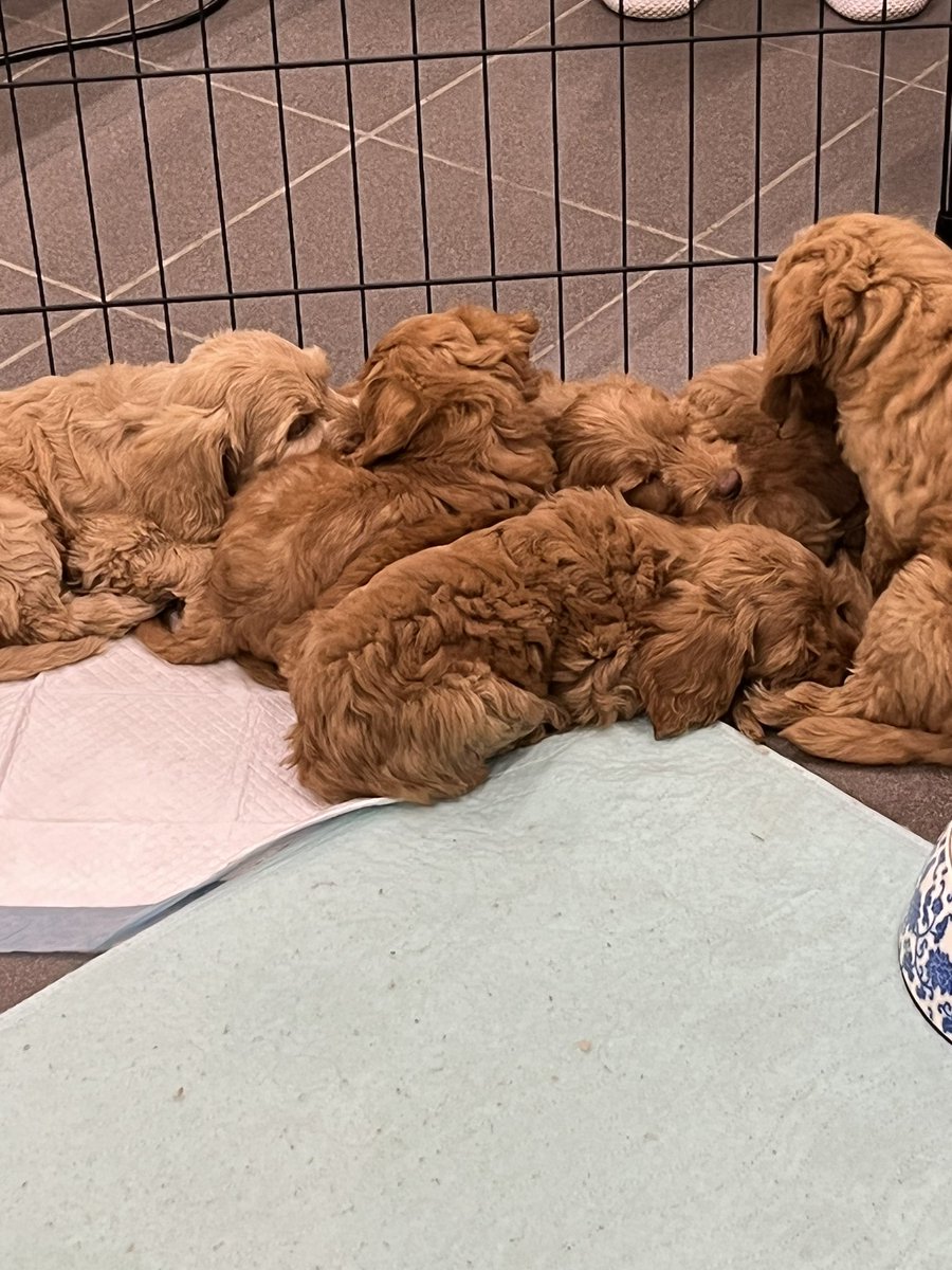 Mika_Arponen's tweet photo. @AnttiHeikkinen Tänään Turussa käydessä satoi, mutta se ei tunnelmaa haitannut. Tuosta saatiin uusi perheenjäsen @Labradoodles_T https://t.co/r5FomHq0r9