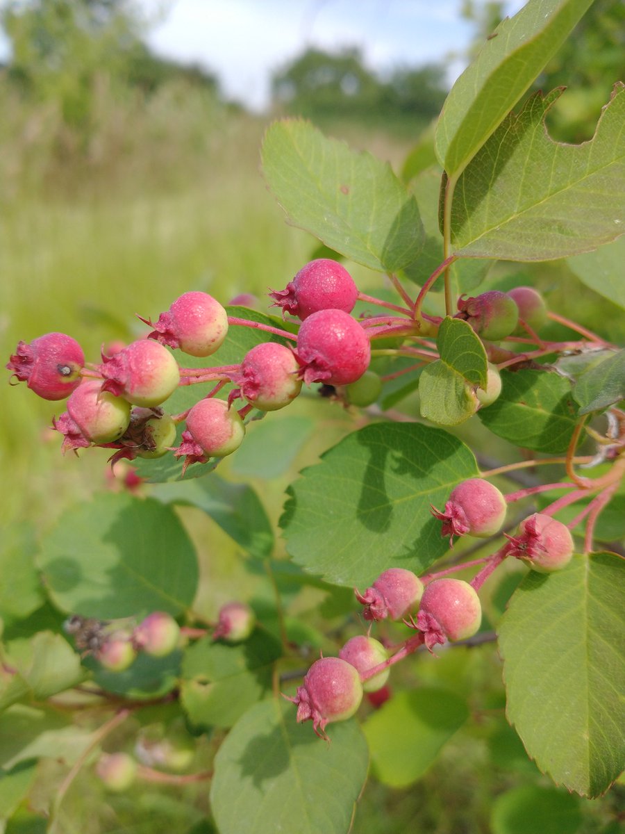 Pershore Juneberries tweet media