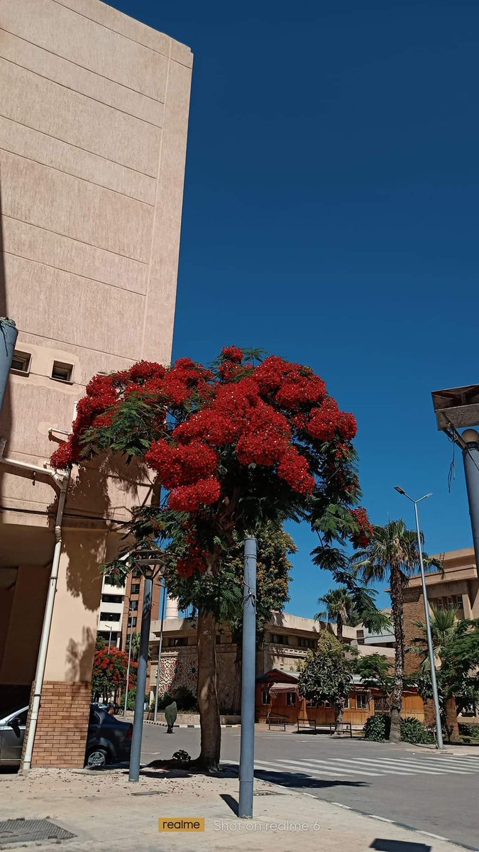 🕊️♥️💫#حلوة_يابلديsg
