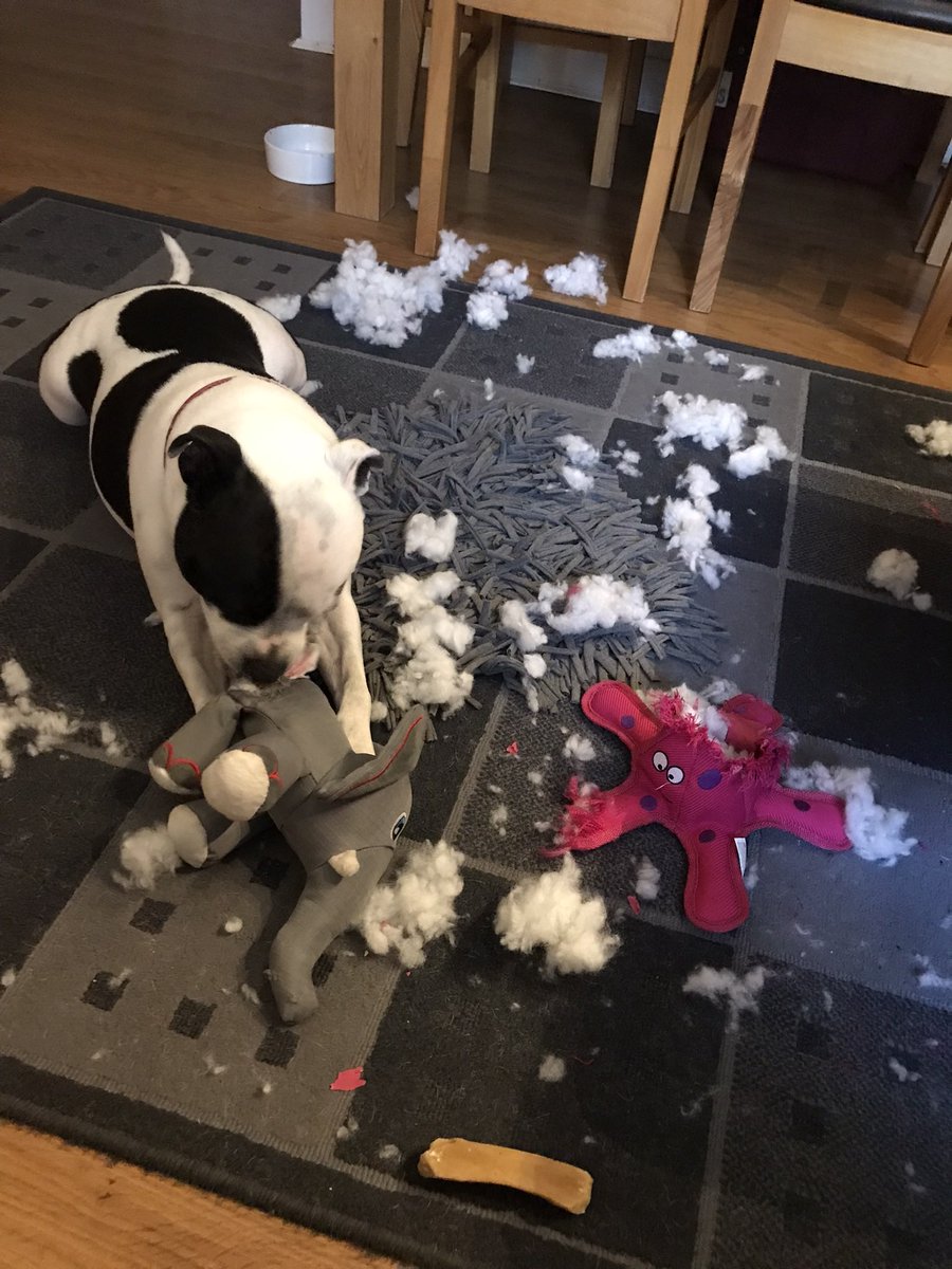 It’s another great #StaffieSaturday here pals! Not too hot so I got a brilliant walk in the field where I met a new pal, Bramble. Then I practiced my surgery skills. Octopod had brain surgery but Elefanty opted for liposuction from his butt! 🤭😘🥰 #dogsoftwitter
