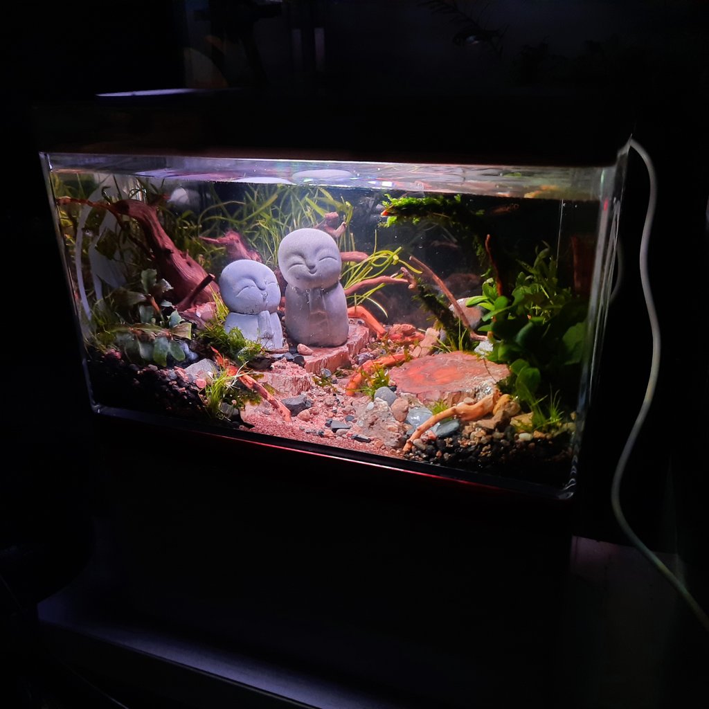 ShrimpMetaverse's tweet photo. +++++++++++++++++++++++
 #水族店 #水族 #水草造景 #親子好去處 #淡水 #觀賞魚 #親子工作教室 #handmade #石林 #飼養 #療癒系列 #生態缸 #迷你療癒 #生態缸造景 #療癒手作 #療癒生活 #養魚初學 #迷你造景 #水族造景 https://t.co/Yss2cqfLme