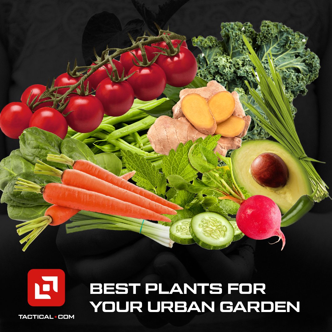 tacticaldotcom's tweet image. Living in a small apartment in the city doesn't mean you have to give up on your dream of growing a garden.

There are literally plenty of crops you can grow indoors! 

Read more ➡️ bit.ly/3uWqFT0 

#tacticalcom #urbangardening #shtfpreparedness