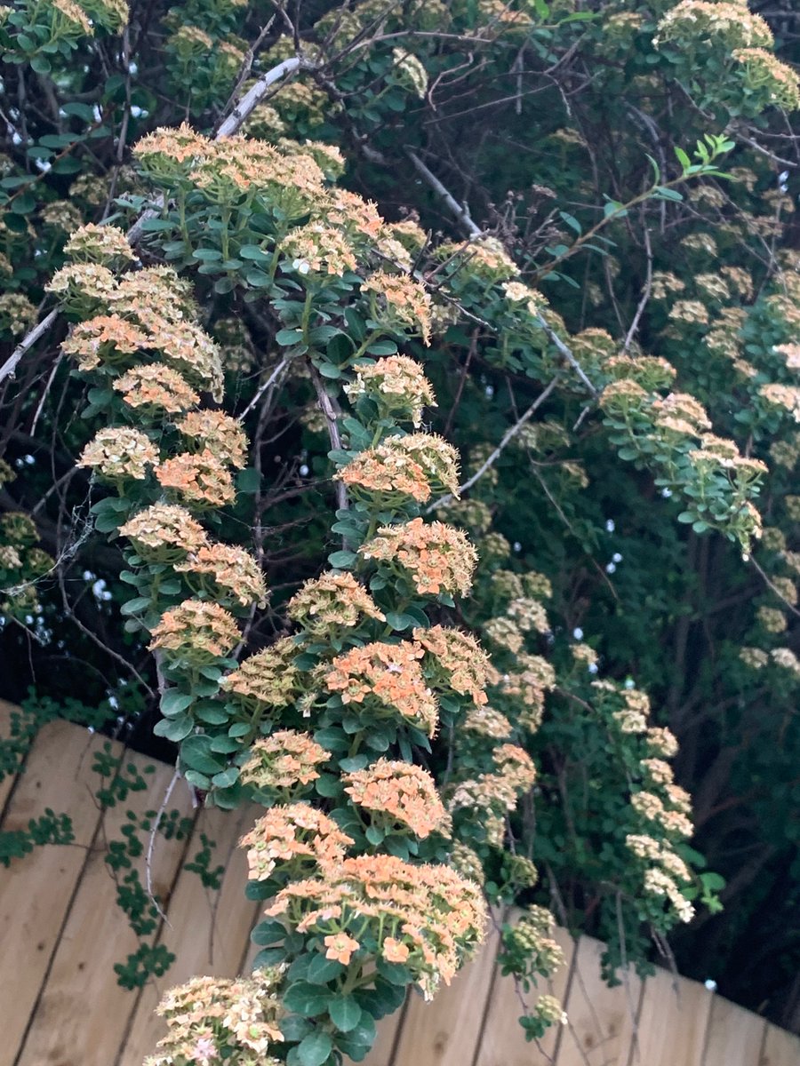 Sharm_2019's tweet photo. Day18 #30DaysWild #OutpatientsGoWild 

Burnt in the sun hence a different colour yet so beautiful https://t.co/KBAyXWuWuu