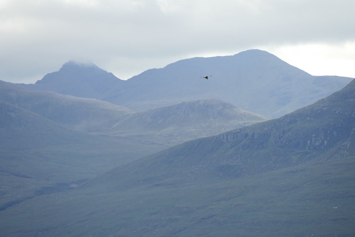 colliefullife's tweet photo. Common buzzard hovering with An Teallach in the background. Watched this buzzard spend a lot of time hunting along the shore of Little Loch Broom π
#birdwatching #BirdTwitter #Scoraig https://t.co/zCNYB1fxMt