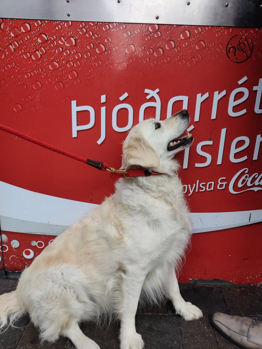 asta_fish's tweet photo. Guess who decided to do an escapo and run to get some hotdogs? Leaving me panting and certain someone very proud about their escapade? Yes. They may have gotten 🌭🌭🌭 https://t.co/TVEICMKzwn