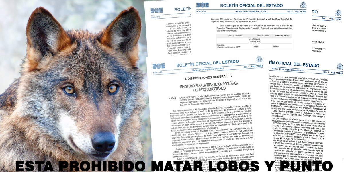 Marcoslrua's tweet image. El #LOBO está protegido y no se puede matar y punto.