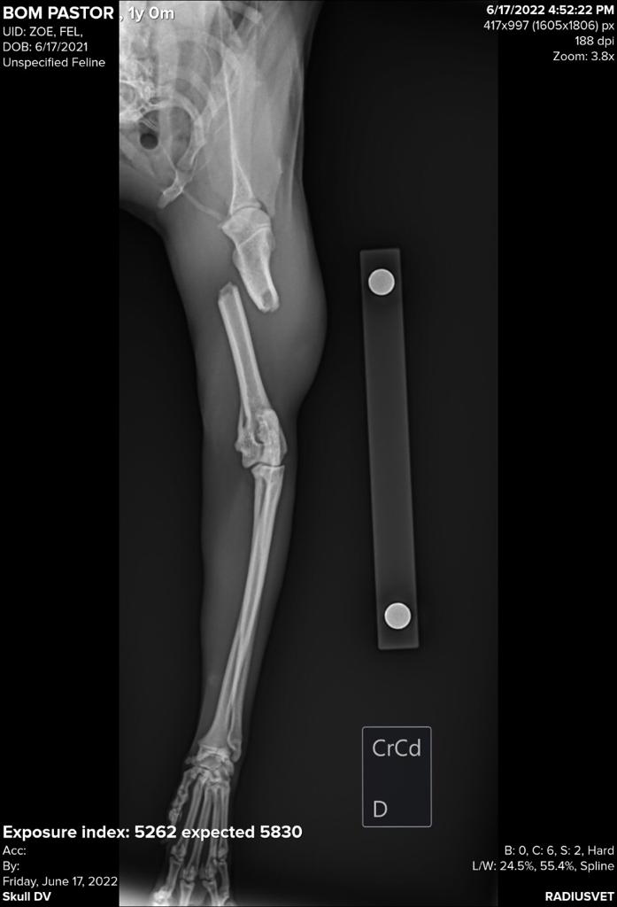 Occ:
Olá, quase nunca apareço aqui em off, mas aqui é onde tenho um pouco mais de alcance, então vim pedir ajuda a vocês.
Essa é a Zoe, a gata da minha irmã, algum ser desprezível quebrou o bracinho dela, e a cirurgia ficou caro para arcar 1.800,00
O mínimo que ajudar fico grato.