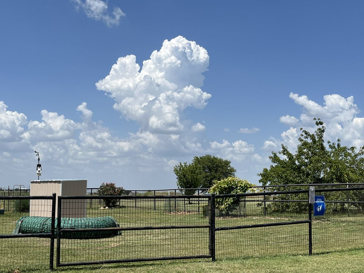 walkerdj01's tweet image. Cumulus trying to tower north of Sanger, Texas this afternoon.  Come on, baby!