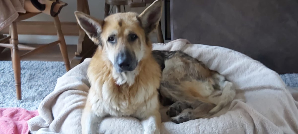 URGENT, please retweet to help Prince find a home #KENT #UK 
Aged 6, found abandoned in a park, very neglected condition, starved. Understandably shut down, looking for a patient adult home as the only pet
PLEASE SHARE 💔

DETAILS👇
sedogrescue.co.uk/dogs/german-sh……
#dogs #dogsoftwitter