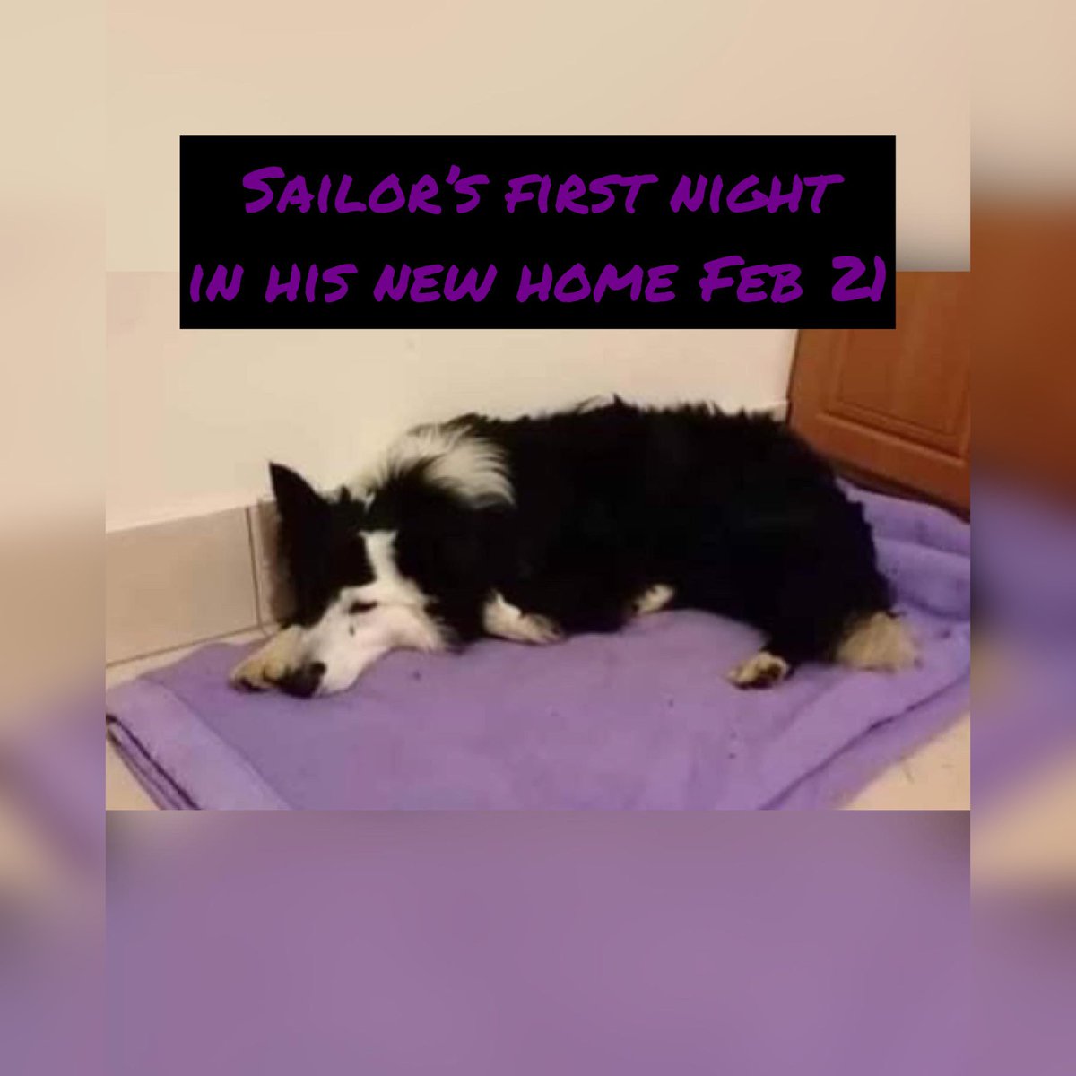 MADRADogRescue's tweet photo. 💙#Happyupdate from Rex, now Sailor💙
Michelle says:
"Hi there,… Sailor arrived to us in Feb 2021 nervous, unsure and terrified of everything. Fast forward and he is now a model... he is now Irelands Next Top Dog Model!"
(First pic is of his first night in his new home) https://t.co/wykNADZtkH