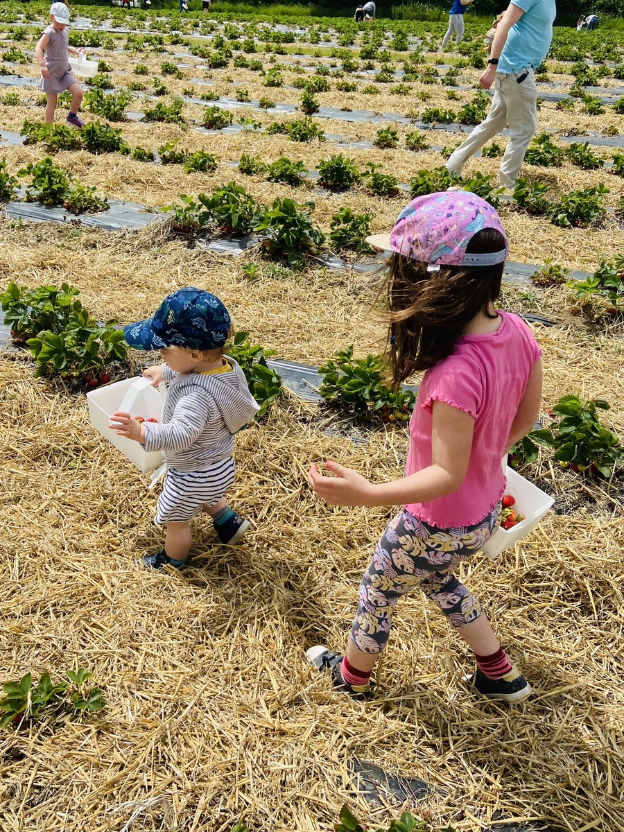 rach_eh6's tweet photo. Loved today 🍓 picking our own @SamTJohnston24 🥰 ♥️ https://t.co/Lm29D511am