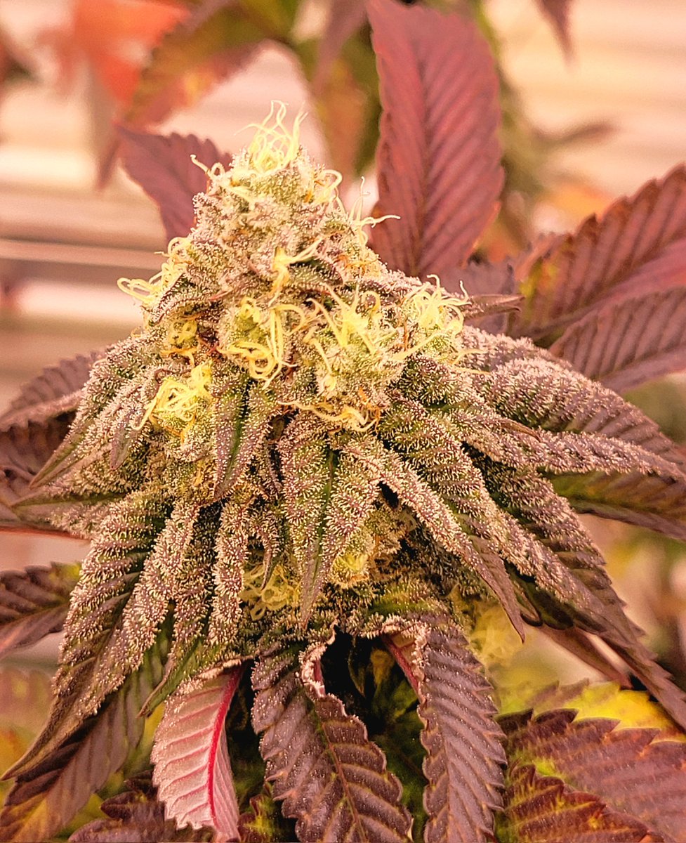 CanCanServe's tweet image. #grapefrost #CannabisCommunity #canna #cannabisculture #cannabisindustry #cannabisfrontal