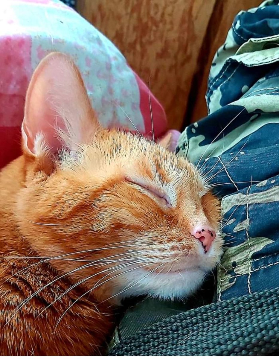 PaavotheCat tweet media