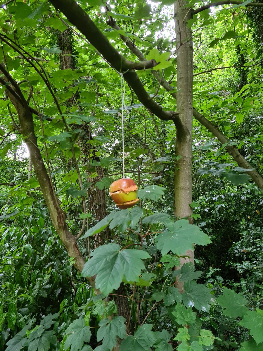 3rdLNGuides's tweet photo. This afternoon the guides have had a few challenges to complete, they have made apple bird feeders, made nature weavings, created paintbrushes and painted with them, did an a-z scavenger hunt and created flower pots. https://t.co/Cpq8MG5HDs