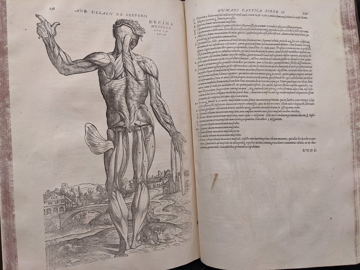 TheRevengeDoc's tweet photo. Amazing #manuscript of #Vesalius held by the U of Utah Special Collections. The @RMMRAssociation Plenary yesterday featured manuscripts for us to flip through!

#librarians #rarebooks #books #medieval #medievaltwitter #renaissance #earlymodern #Shakespeare #AcademicTwitter https://t.co/cswLMOdH9A