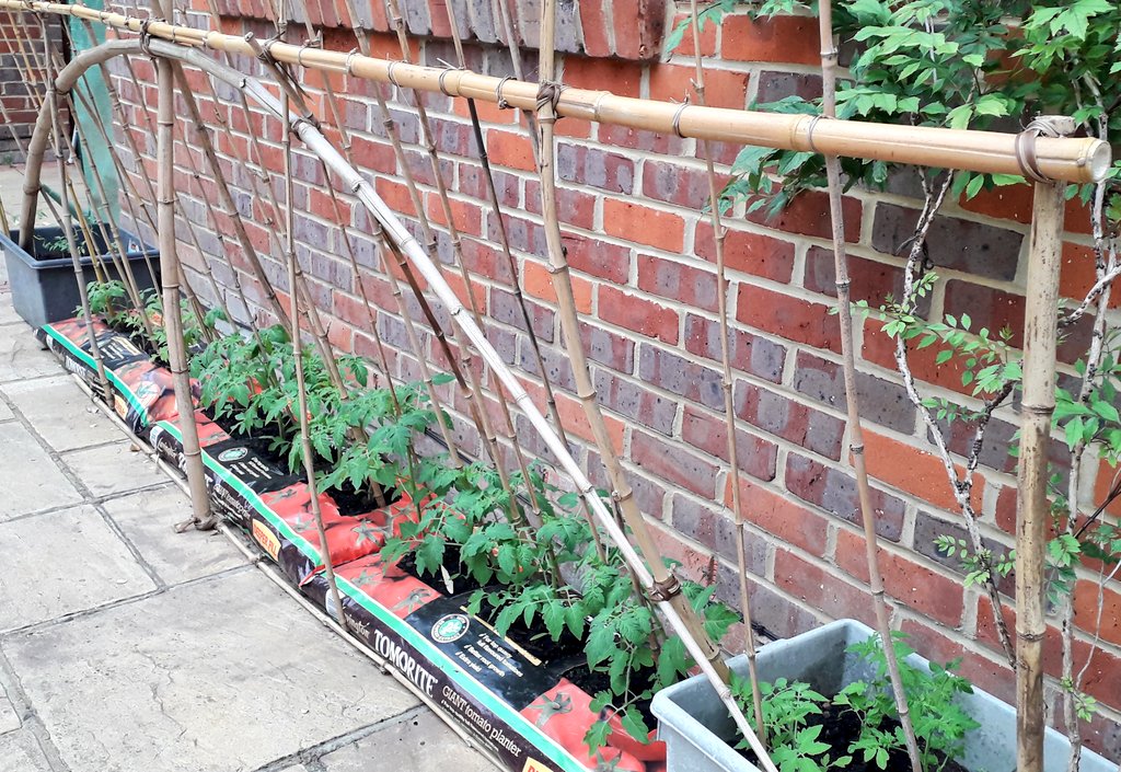 how to look after tall tomato plants