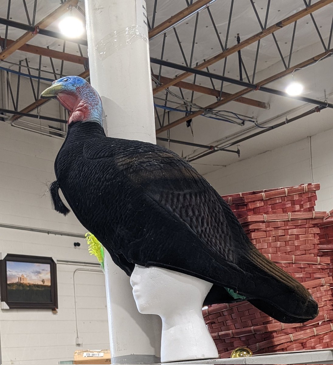 Diana DiMicco tweet media