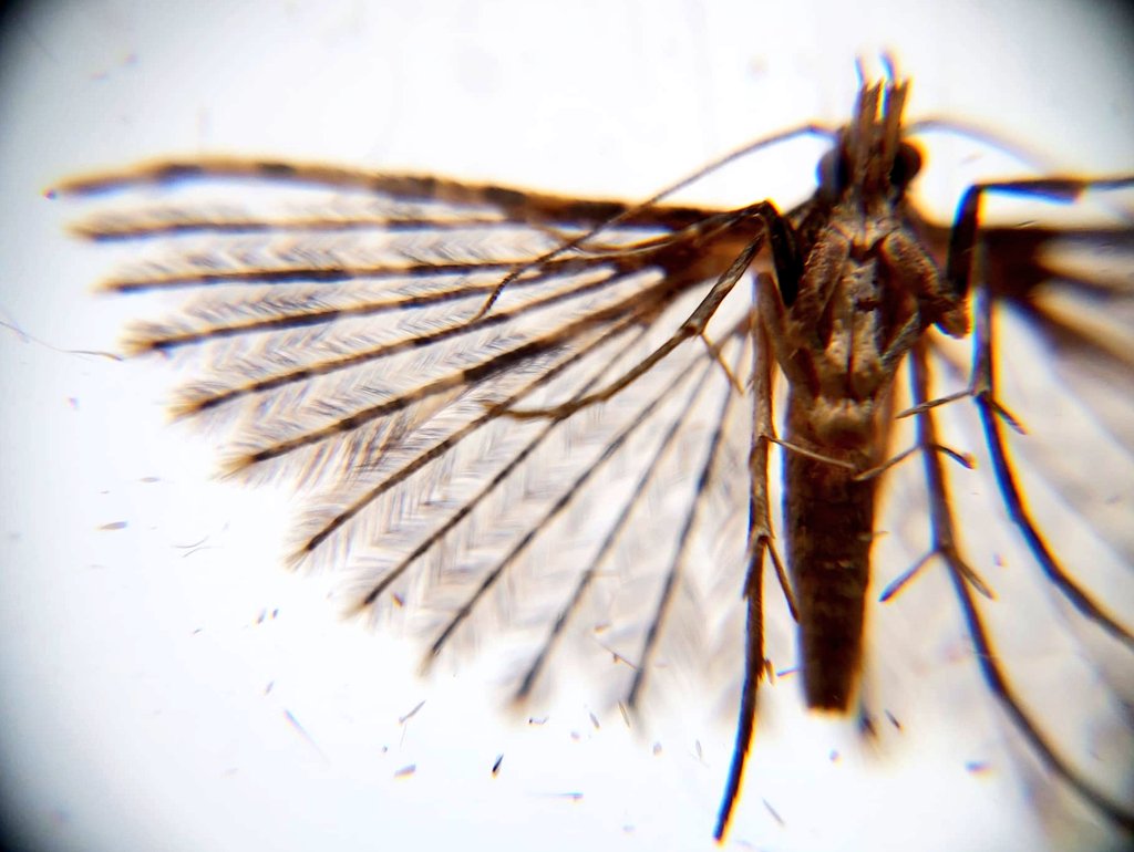 Twenty-plume #Moth Alucita hexadactyla from the trap last night in #WildPutney #MothsMatter #Insects #Entomology