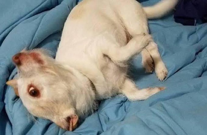&iquest;Qu&eacute; ves? &iquest;una cabra o un perro?   No te vayas hasta que est&eacute;s convencido de que es un perro 🐕 https://t<a href="/tag/metgala"class="tags"><span>#metgala</span></a>