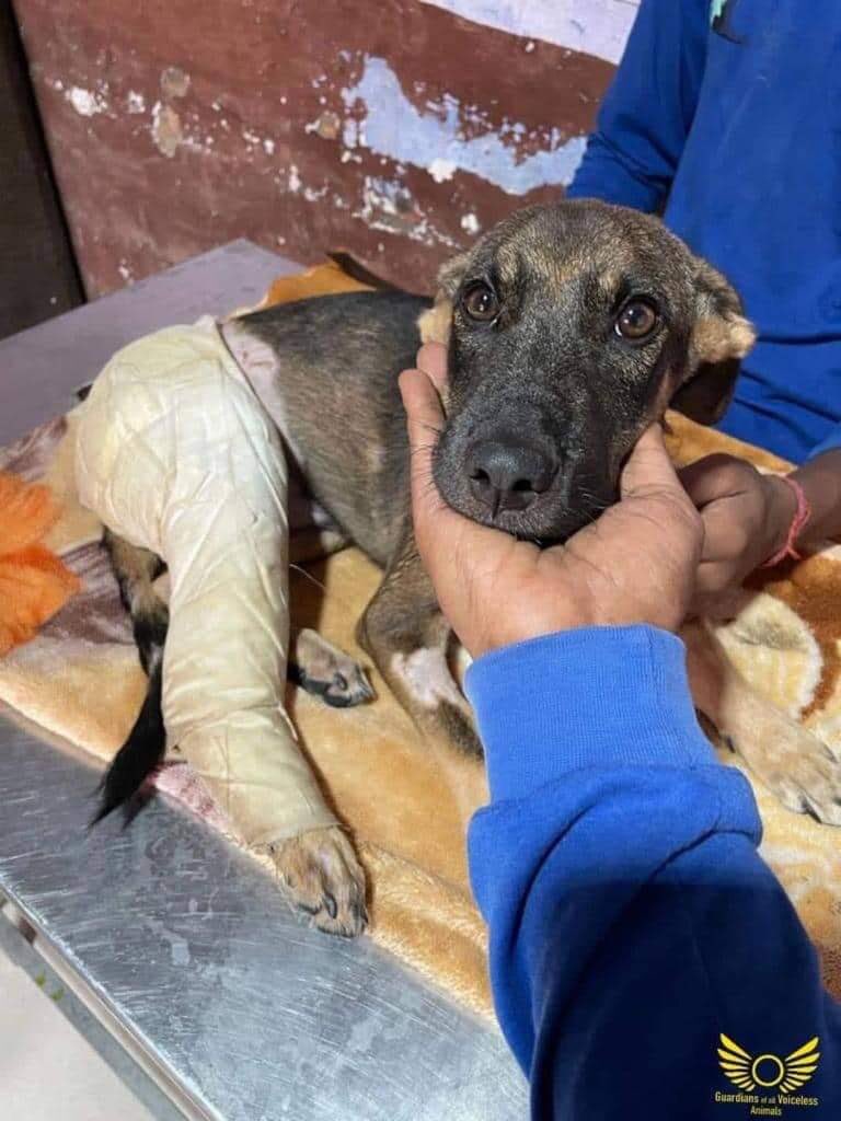 GuardiansVoice's tweet image. Update on Tinku !

Complete story (Facebook):

m.facebook.com/story.php?stor…

Complete story (Instagram):

instagram.com/p/Ce8KaO6Pbff/…