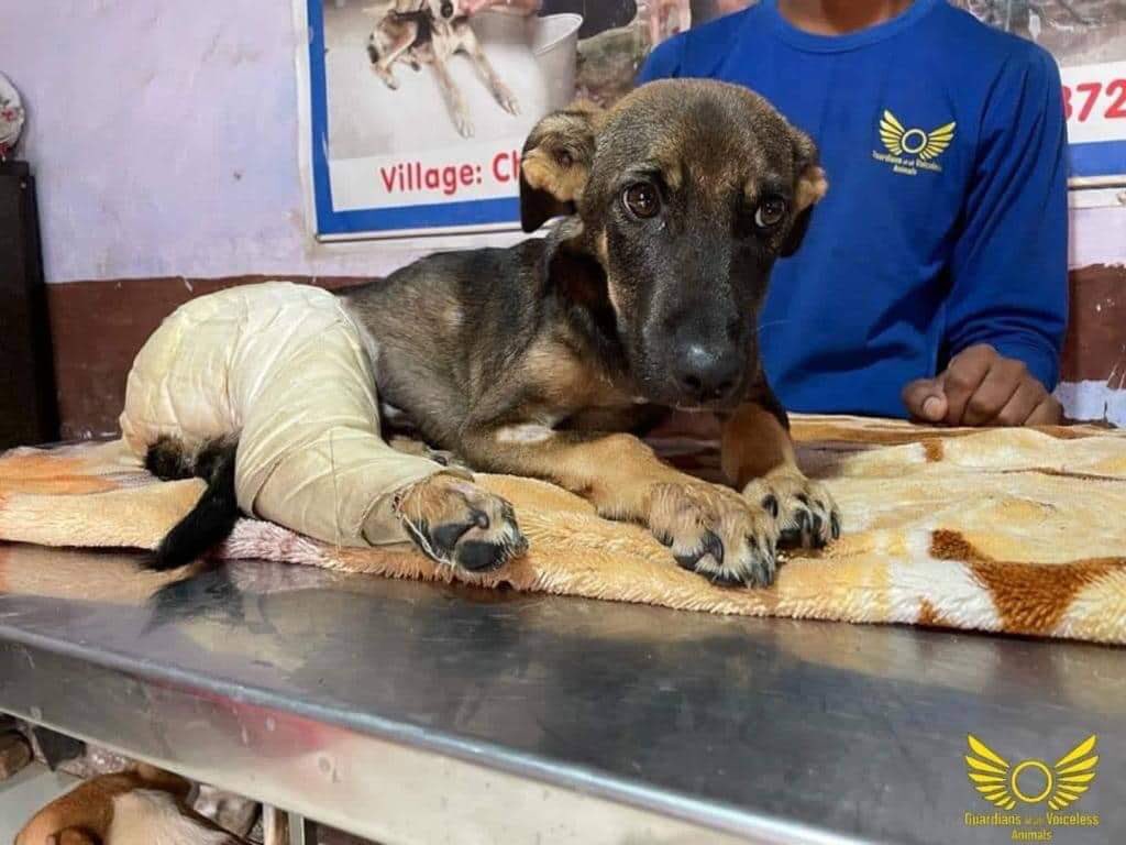 GuardiansVoice's tweet image. Update on Tinku !

Complete story (Facebook):

m.facebook.com/story.php?stor…

Complete story (Instagram):

instagram.com/p/Ce8KaO6Pbff/…