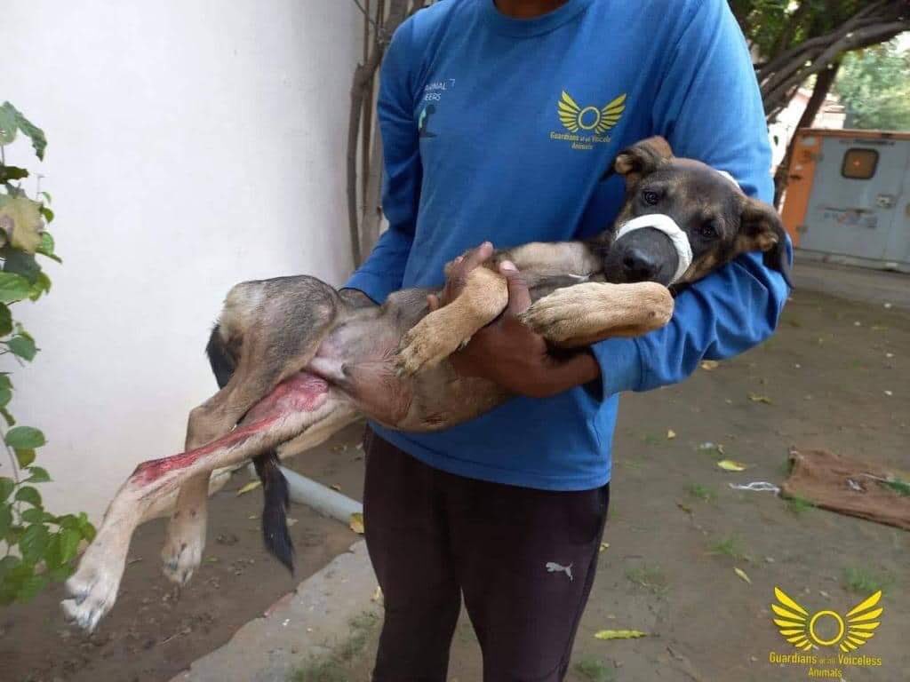 GuardiansVoice's tweet image. Update on Tinku !

Complete story (Facebook):

m.facebook.com/story.php?stor…

Complete story (Instagram):

instagram.com/p/Ce8KaO6Pbff/…