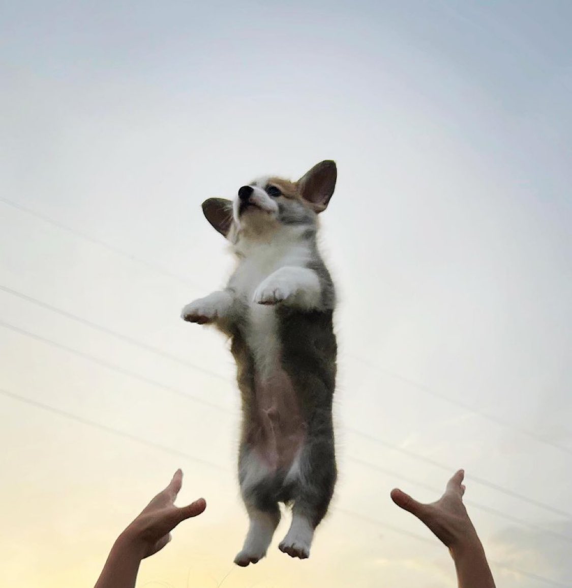 ᴘᴀᴠʟᴏᴠ ᴛʜᴇ ᴄᴏʀɢɪ tweet media