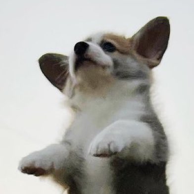 ᴘᴀᴠʟᴏᴠ ᴛʜᴇ ᴄᴏʀɢɪ tweet media