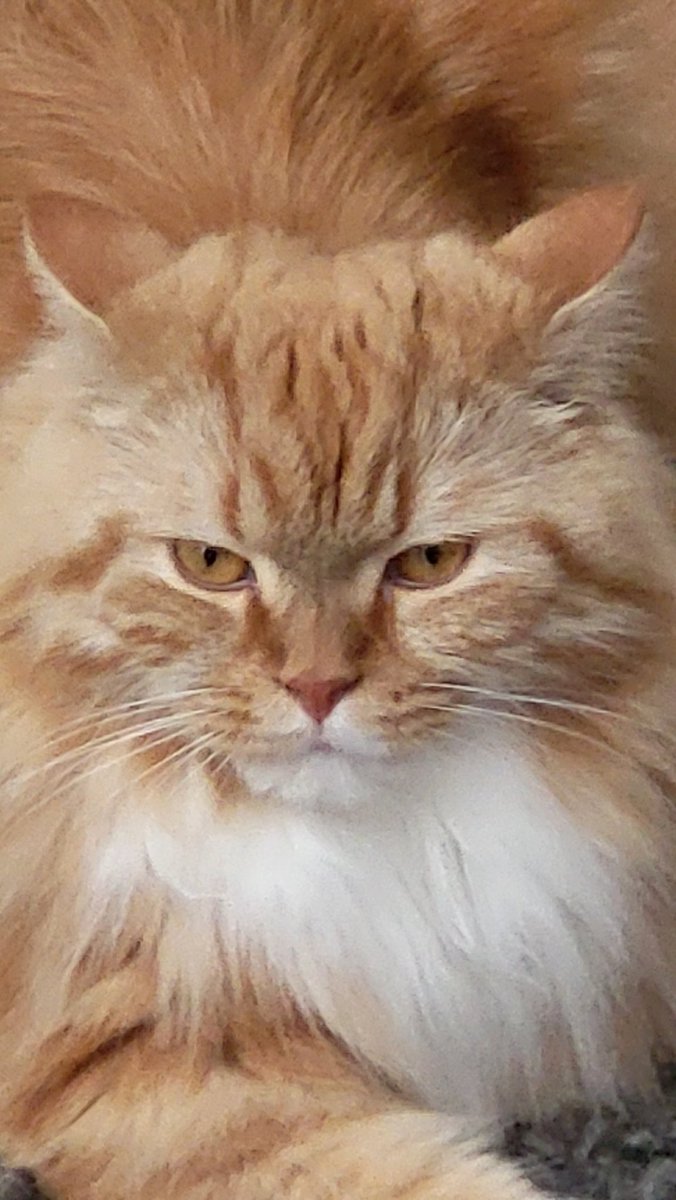 BukkitFAQ | René tweet media