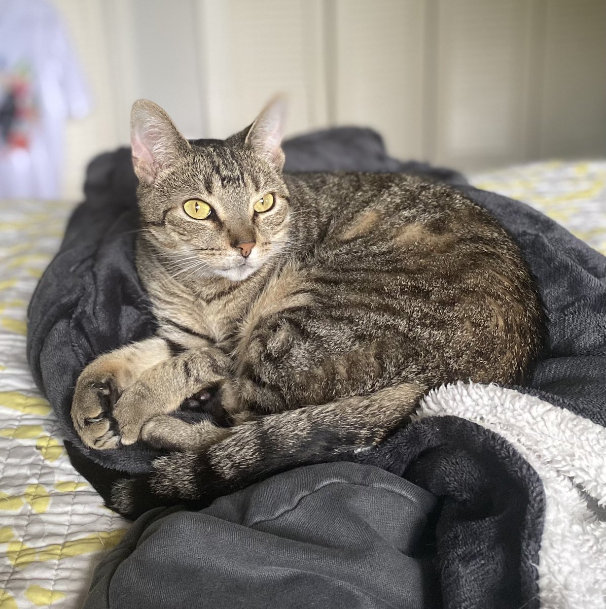 CarlaLL's tweet photo. @thechrisbarron Happy Caturday From Emma https://t.co/qleoZvhEP1