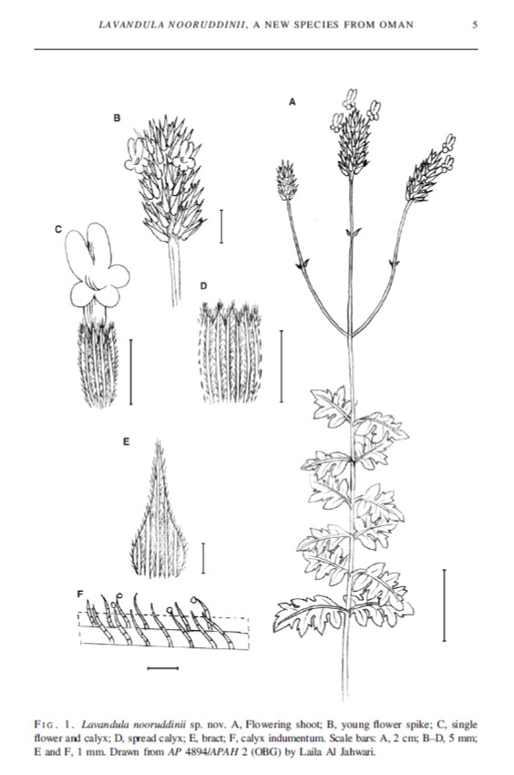 aharrasi1's tweet photo. أطلق على هذه النبتة المكتشفة من فريق الحديقة النباتية إسم Lavandula nooruddinii  نسبةً إلى الإمام نور الدين السالمي 1871-1914م أحد علماء ومفكري عُمان المولود في الرستاق في المنطقة التي أكتشفت فيه هذه النبتة. ويضم جنس اللافانديولا  47 نوعاً من نباتات الخزامى الزهرية الجميلة https://t.co/Oqd4unqO7T