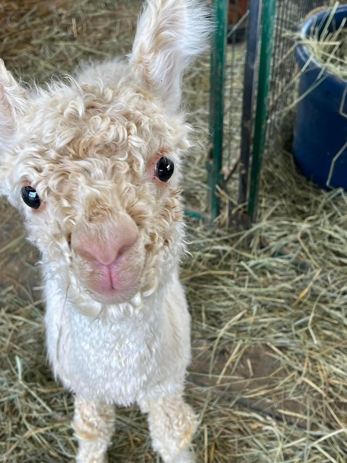 ⠓⠑⠇⠇⠕ 🇺🇦🍥😷 tweet media