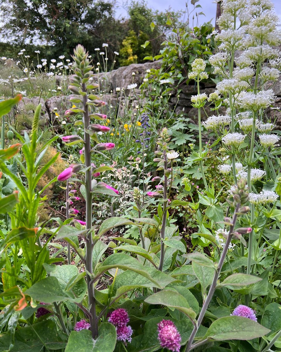 jackwallington's tweet photo. Some closer shots of our herb patio at the mo 💞 many plants were already here, some I’ve added. I have a general plan to increase and decrease some over future years 🌸 https://t.co/bMMFmBYO8w