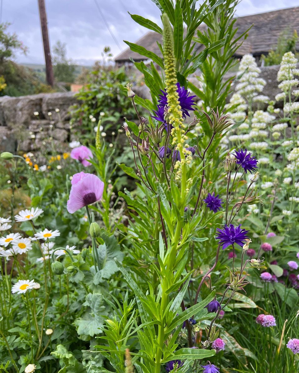 jackwallington's tweet photo. Some closer shots of our herb patio at the mo 💞 many plants were already here, some I’ve added. I have a general plan to increase and decrease some over future years 🌸 https://t.co/bMMFmBYO8w