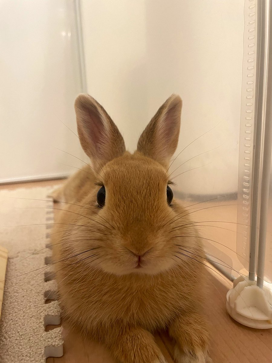 Mona112rabbit's tweet photo. おやすみﾃﾞﾁ(つㅁ•,,)✩*.ﾟ https://t.co/9a4vhO966B
