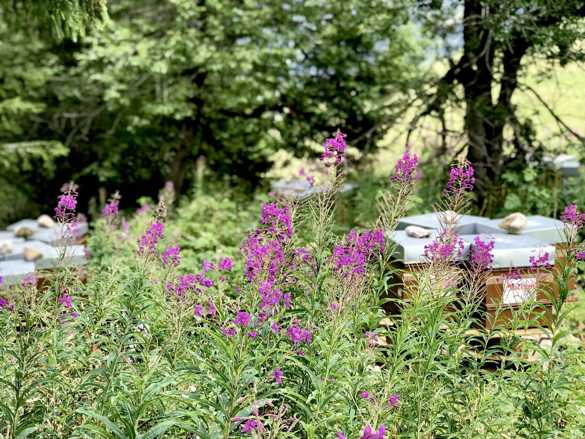 cdabeille's tweet photo. Épilobe, framboisier, et rhododendron au menu des #abeilles 🐝. 
3 espèces très mellifères et propices à la récolte de #nectar en quantité importante 💦. 
#apiculture #lesalpes #bee #beekeeping #frenchalps #epilobe #fleurs #impactpositif https://t.co/Ob2kkLEABU