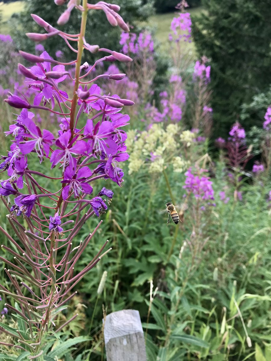 cdabeille's tweet photo. Épilobe, framboisier, et rhododendron au menu des #abeilles 🐝. 
3 espèces très mellifères et propices à la récolte de #nectar en quantité importante 💦. 
#apiculture #lesalpes #bee #beekeeping #frenchalps #epilobe #fleurs #impactpositif https://t.co/Ob2kkLEABU