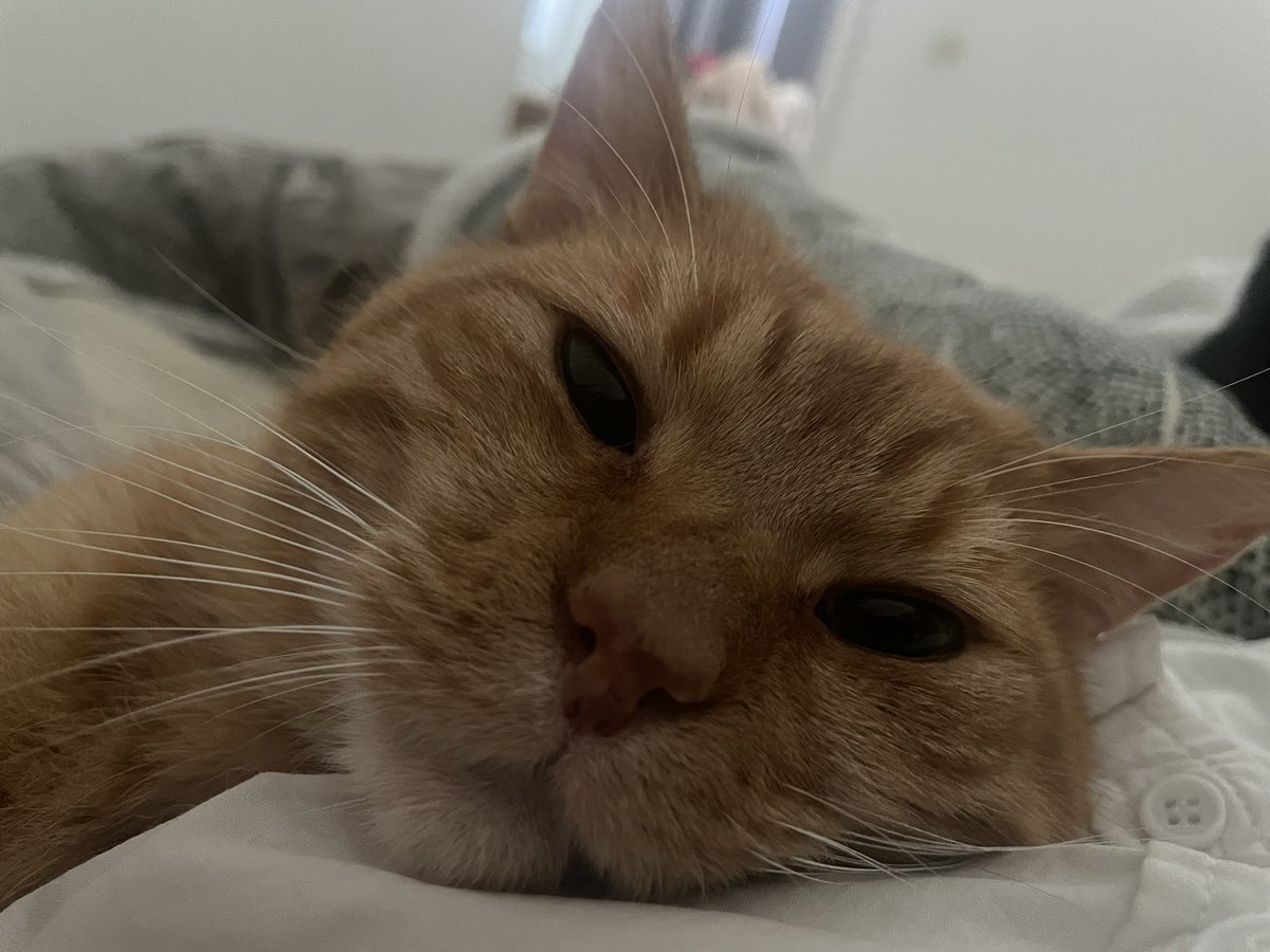 vilevolupte's tweet photo. RT SVP 
Je vous en supplie les gars 

Miel s’est sauvé secteur Dunkerque centre/Soubise 
Si vous le voyez 🙏 https://t.co/aAzw1Rd7Rc