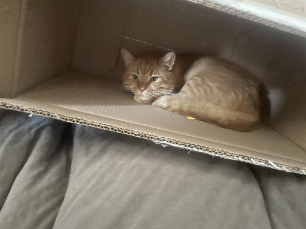 vilevolupte's tweet photo. RT SVP 
Je vous en supplie les gars 

Miel s’est sauvé secteur Dunkerque centre/Soubise 
Si vous le voyez 🙏 https://t.co/aAzw1Rd7Rc