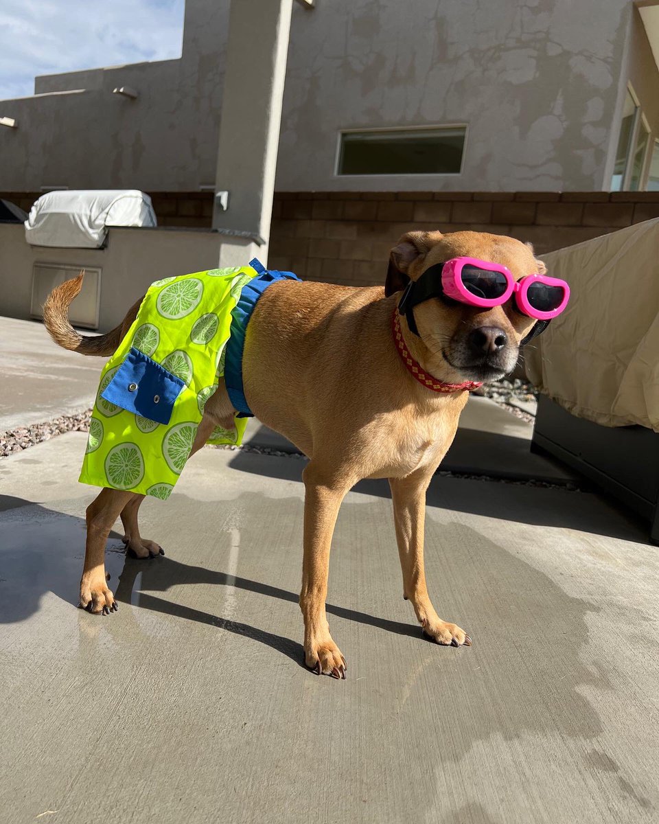 Hot Diggity dog!

Stop by today for our Summer Market going on from 11am-4pm in our brewery parking lot.

We have 17 local #craftvendors on hand selling their goods today.

@BigDogsHugePaws is here as well showing off their cute, furry and adoptable dogs as well!
#summermarket