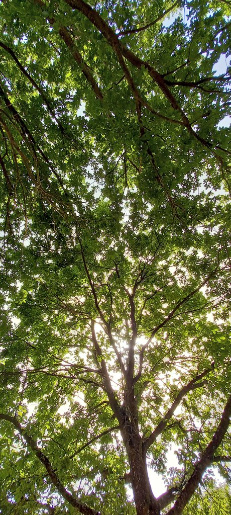Narendar123ng's tweet photo. ~ Tree's protecting me from hot Sunny Ray's.
#poweroftree
#Climat https://t.co/hkfbPj3RTb