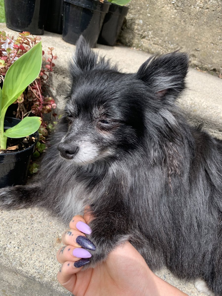 My sweet <a href="/LilDinkyDog/">💖Panda Marie🐼</a> loves to hold mommy’s hand while sunbathing on the steps✨💖✨