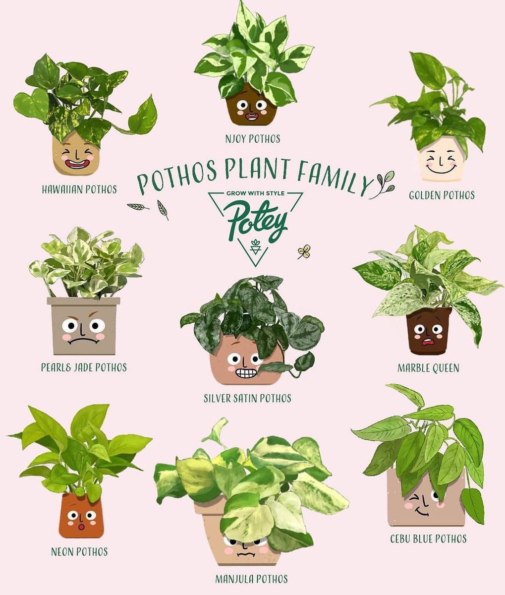 Cute Pothos Family

#houseplantclub #plantlover #crazyplantpeople #plantgang #plantparent #plantparents #urbangarden #urbanplant