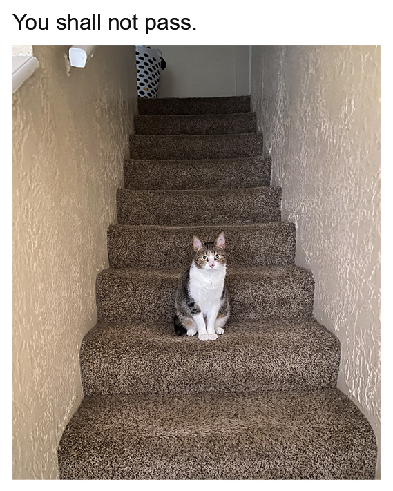 Litterbox tweet media