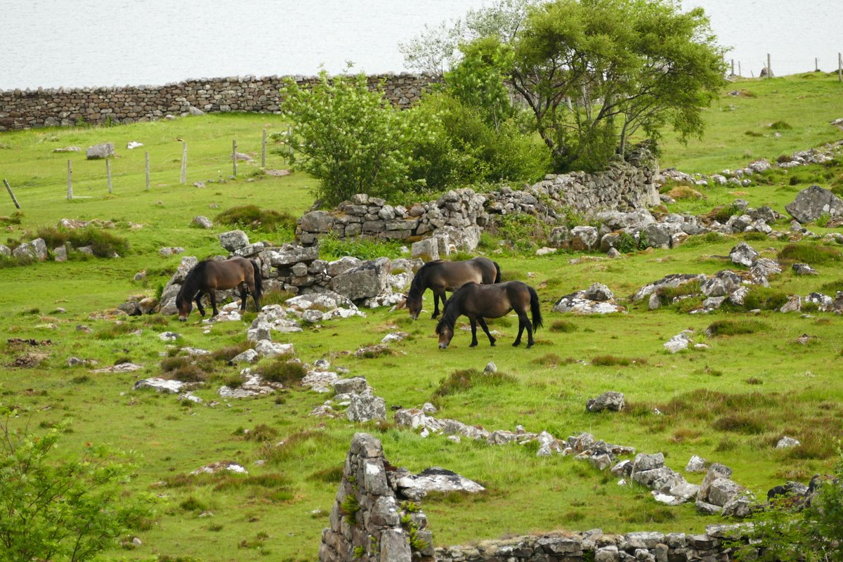 colliefullife's tweet photo. #ExmoorPonies on #Scoraig. Not something I was expecting to see so was a nice surprise as these are one of my favourite horse breeds and I loved seeing them on Exmoor. As it turns out there is a herd on Scoraig owned by someone who is studying their genetics π
#VisitScotland https://t.co/8D3HZrZ4lP