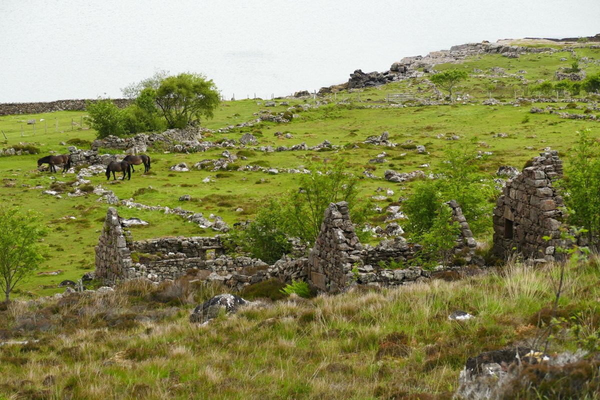colliefullife's tweet photo. #ExmoorPonies on #Scoraig. Not something I was expecting to see so was a nice surprise as these are one of my favourite horse breeds and I loved seeing them on Exmoor. As it turns out there is a herd on Scoraig owned by someone who is studying their genetics π
#VisitScotland https://t.co/8D3HZrZ4lP