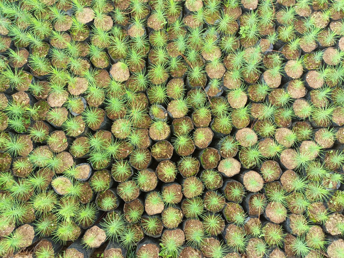 ElferNeira's tweet photo. Avanza #PonchoVerde en Cutervo: producimos Aliso, Eucalipto salignas, eucalipto glóbulos, eucalipto deglupta, pino y palto. @MesiasGuevara @FicoTenorio @midagriperu @MarcoFerMego @SamuelCajaLu @WilsonOcasHuamn https://t.co/1SVK9ghIoX