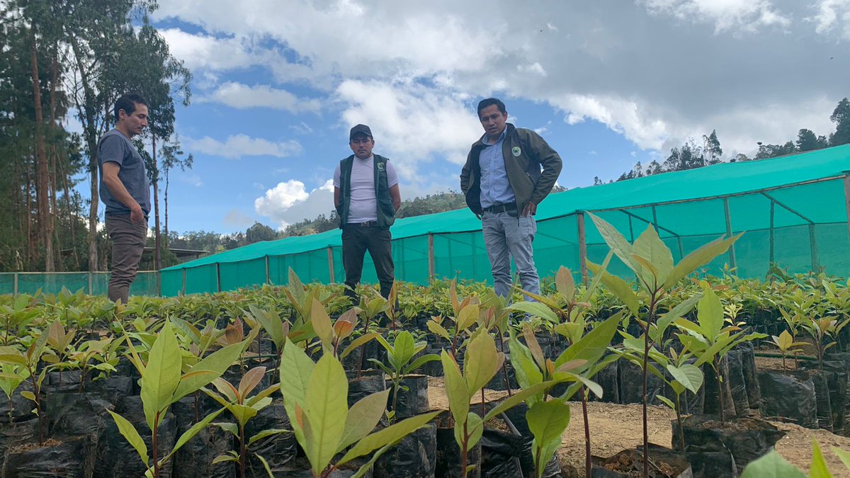 ElferNeira's tweet photo. Avanza #PonchoVerde en Cutervo: producimos Aliso, Eucalipto salignas, eucalipto glóbulos, eucalipto deglupta, pino y palto. @MesiasGuevara @FicoTenorio @midagriperu @MarcoFerMego @SamuelCajaLu @WilsonOcasHuamn https://t.co/1SVK9ghIoX