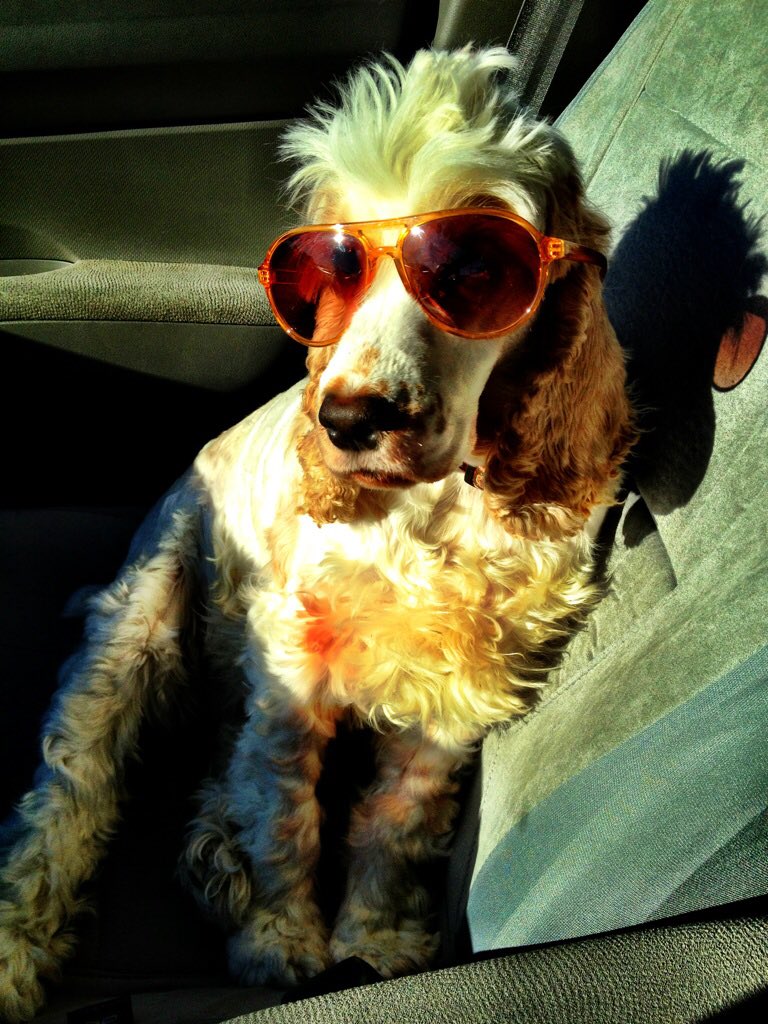 acevandriver's tweet photo. @itsMrCross ChloePeanut ready for a ride with dad. https://t.co/s6xeaNyiAI