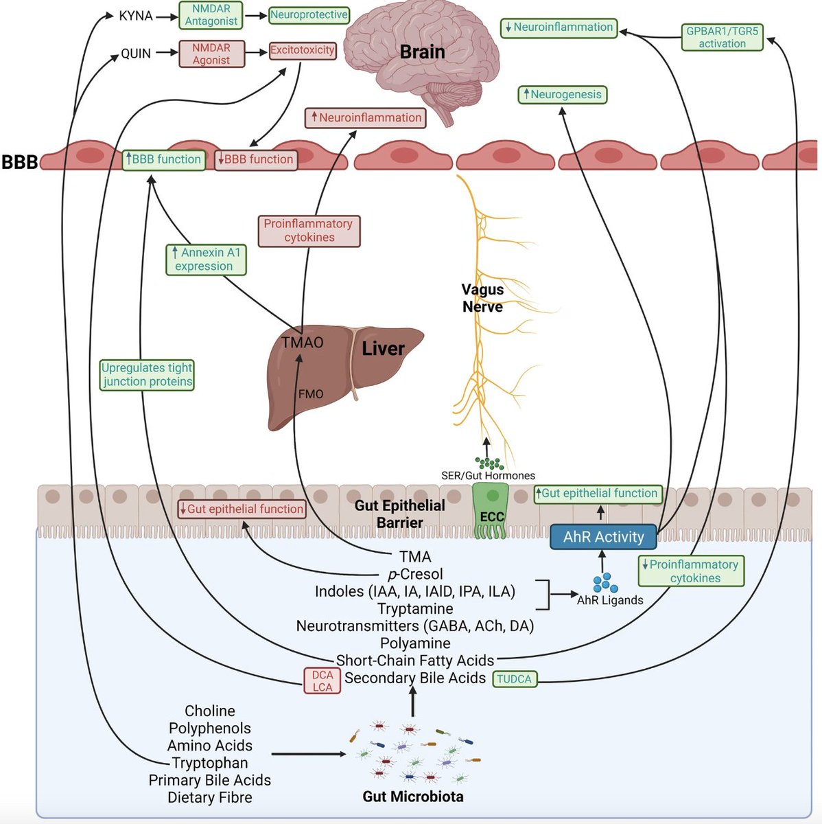 Molecular Neurodegeneration tweet media